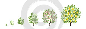 Lemon tree growth stages. Fruit tree life cycle. Vector infographic illustration.