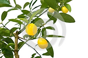 Lemon tree isolated on white background