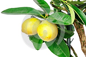 Lemon tree isolated on white