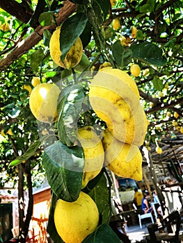Lemon tree