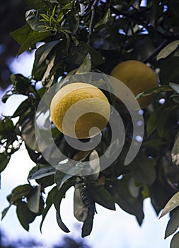 Lemon tree with juicy fruits