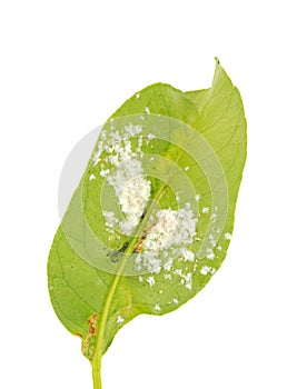 Lemon tree leaf infested by cochineal disease isolated on white background