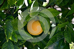 Lemon on the Tree with leaves and branches