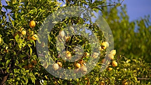 Lemon tree with lemon fruits.