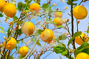 Lemon tree