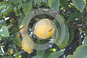 Lemon tree photo