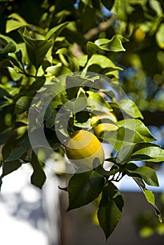 Lemon tree with lemons hanging on the branch