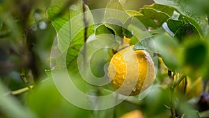 Lemon on tree limb in Sicily