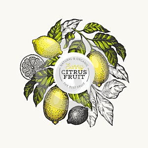 Lemon tree logo template. Hand drawn vector fruit illustration. Engraved style banner. Vintage citrus design