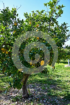 Lemon tree with many ripe fruits