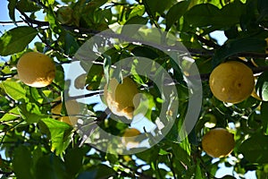 Lemon tree with many ripe fruits