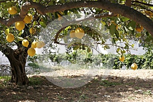 Lemon tree and orchard