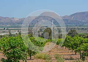 Lemon Tree Orchards in the Santa Clara River Valley, Fillmore, Ventura County, California