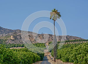 Lemon Tree Orchards in the Santa Clara River Valley, Fillmore, Ventura County, California