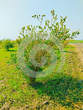 Lemon tree plant in field lemon-orchard lemons garden citrus limon plants a small evergreen fruit-tree flowering-plant photo photo