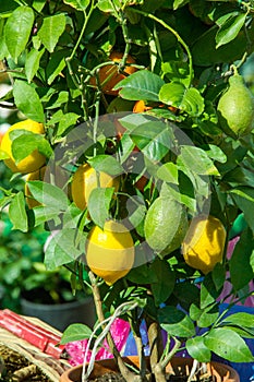 lemon tree in a pot with fruits,