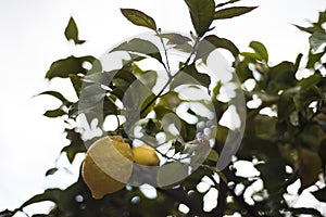 Lemon on the tree in the rain photo