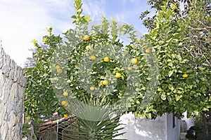 Lemon tree with ripe fruits inside a stonewalled garden