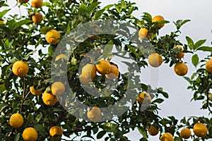 Lemon tree with ripe yellow fruits,
