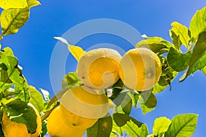 Lemons hanging on lemon tree