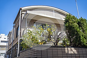 Lemon tree on the roof of a building. Tokyo city. Japan