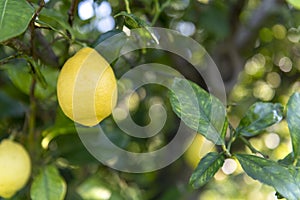 Lemon tree7