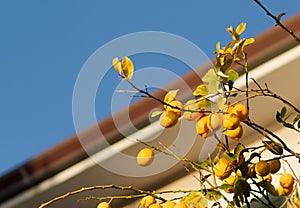 A Lemon tree in the street of a little town