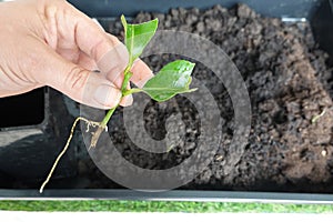 lemon tree taking root propagated by cuttings. young lemon tree plant rooted by cuttings