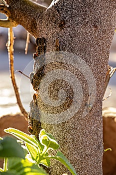 lemon tree trunk full of Insects