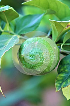 Lemon tree with unripe green lemon grown in Maricopa County, Arizona, United States