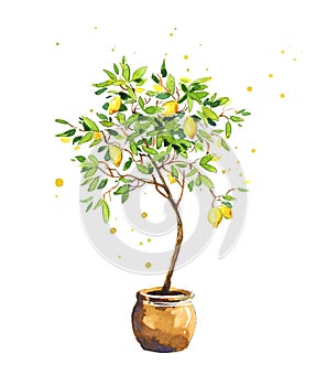 Lemon tree, watercolor sketch