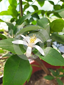 Lemon tree with a white flower on a background of branches with green leaves