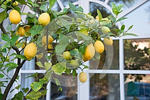 Lemon tree by the window