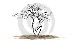 Lemon tree in winter