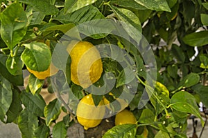 Lemon tree with yellow lemons an green leaves - Citrus limon