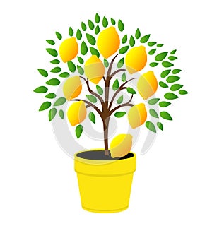 Lemon tree in the yellow pot.