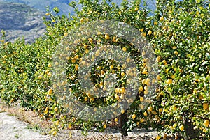 Lemon trees photo