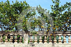 Lemon Trees