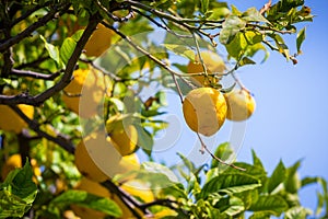 Lemon trees in a citrus grove in Sicily