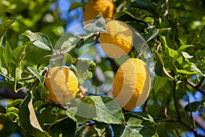 Lemon trees in a citrus grove in Sicily