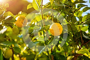 Lemon trees in a citrus grove in Sicily, Italy