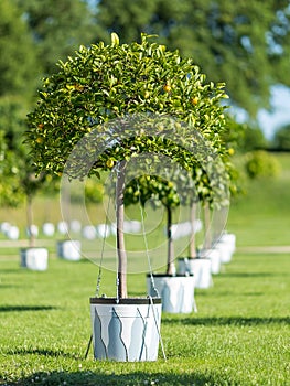 Lemon trees in even rows