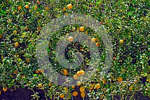 Lemon trees with fruits