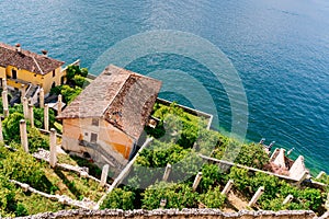 Lemon trees by the water, Limone, town on Garda Lake, Lombardy, Italy