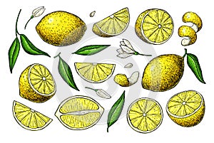 Lemon vector drawing. Summer fruit artistic illustration.