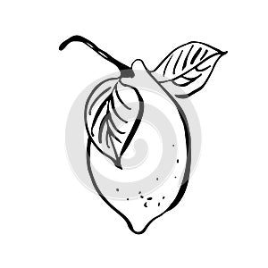 Lemon vector illustration, hand drawn fruit