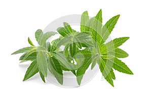 Lemon verbena