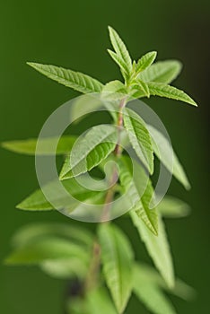 Lemon verbena