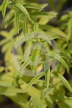 Lemon verbena