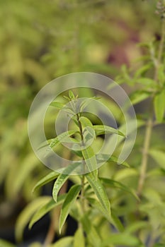 Lemon verbena